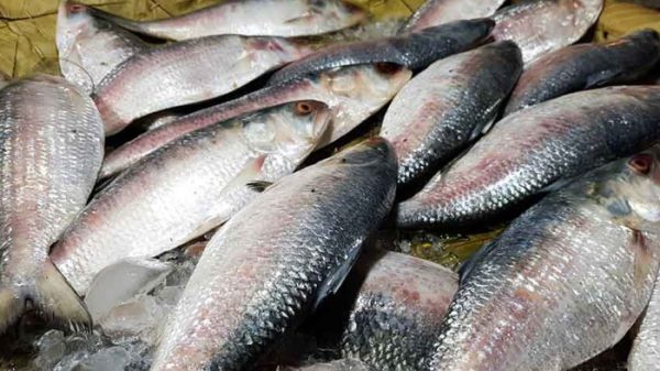 ilish 22 day bondh-51