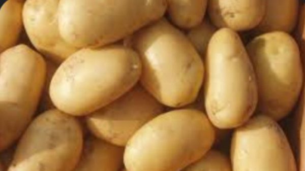 potato-4093