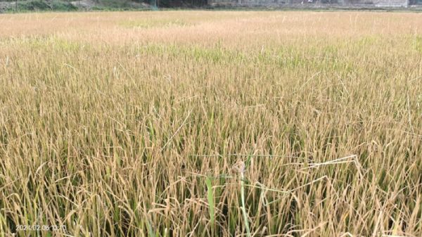 Phulbari-Dinajpur-5262