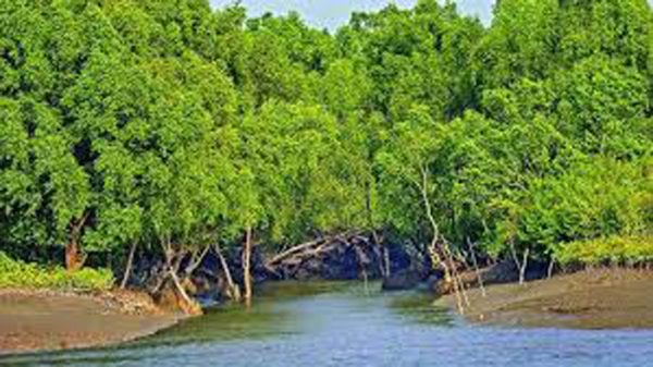 sundarbon-9362