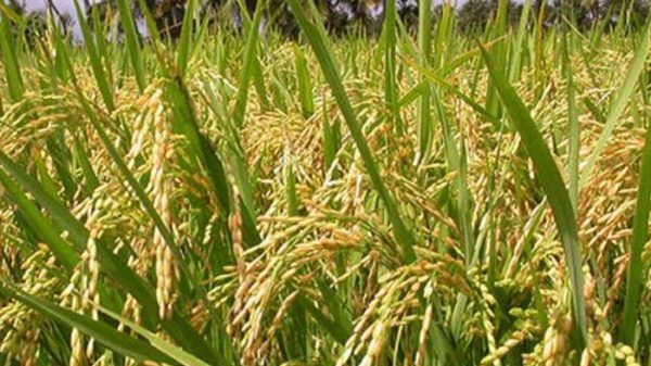 dumuriya-rice-10139