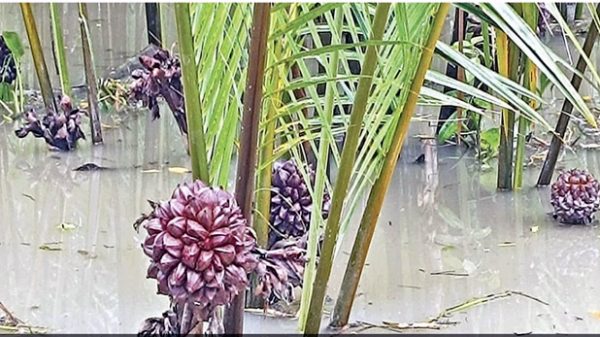 dumuriya-১৫১২১