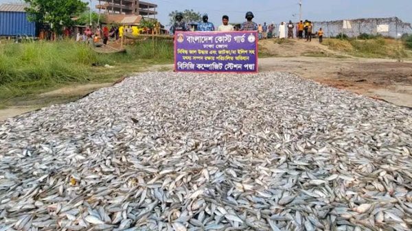 munsigang-fish-16000