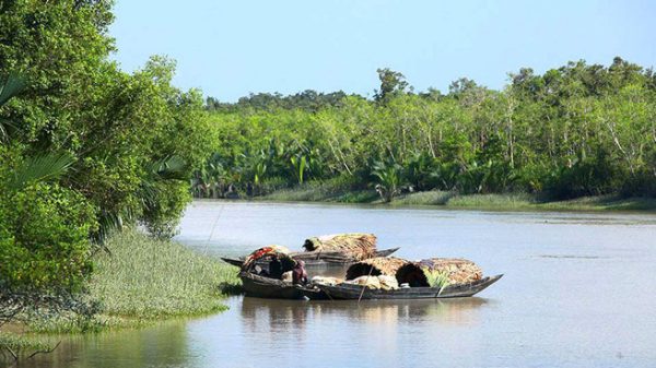 Sundarban-16276