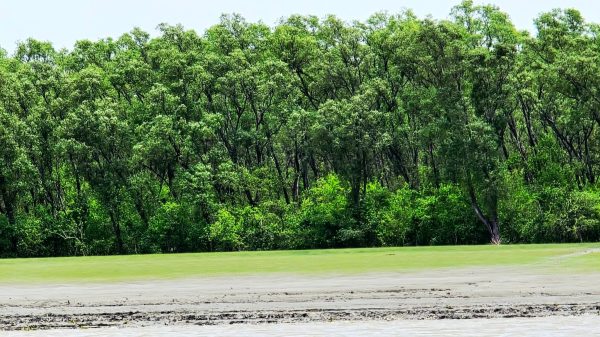 sundarbon-16629