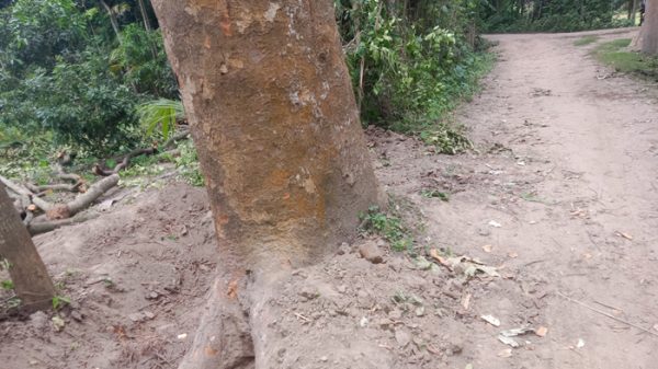 tree-kapilmuni-16561