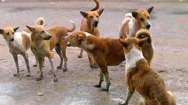 dogs-17679